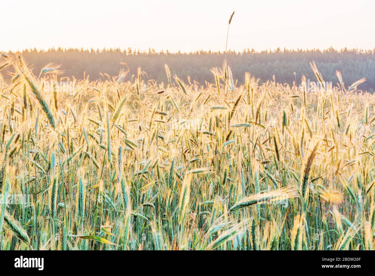 Green wheat field in the sunlight of dawn. Stock Photo
