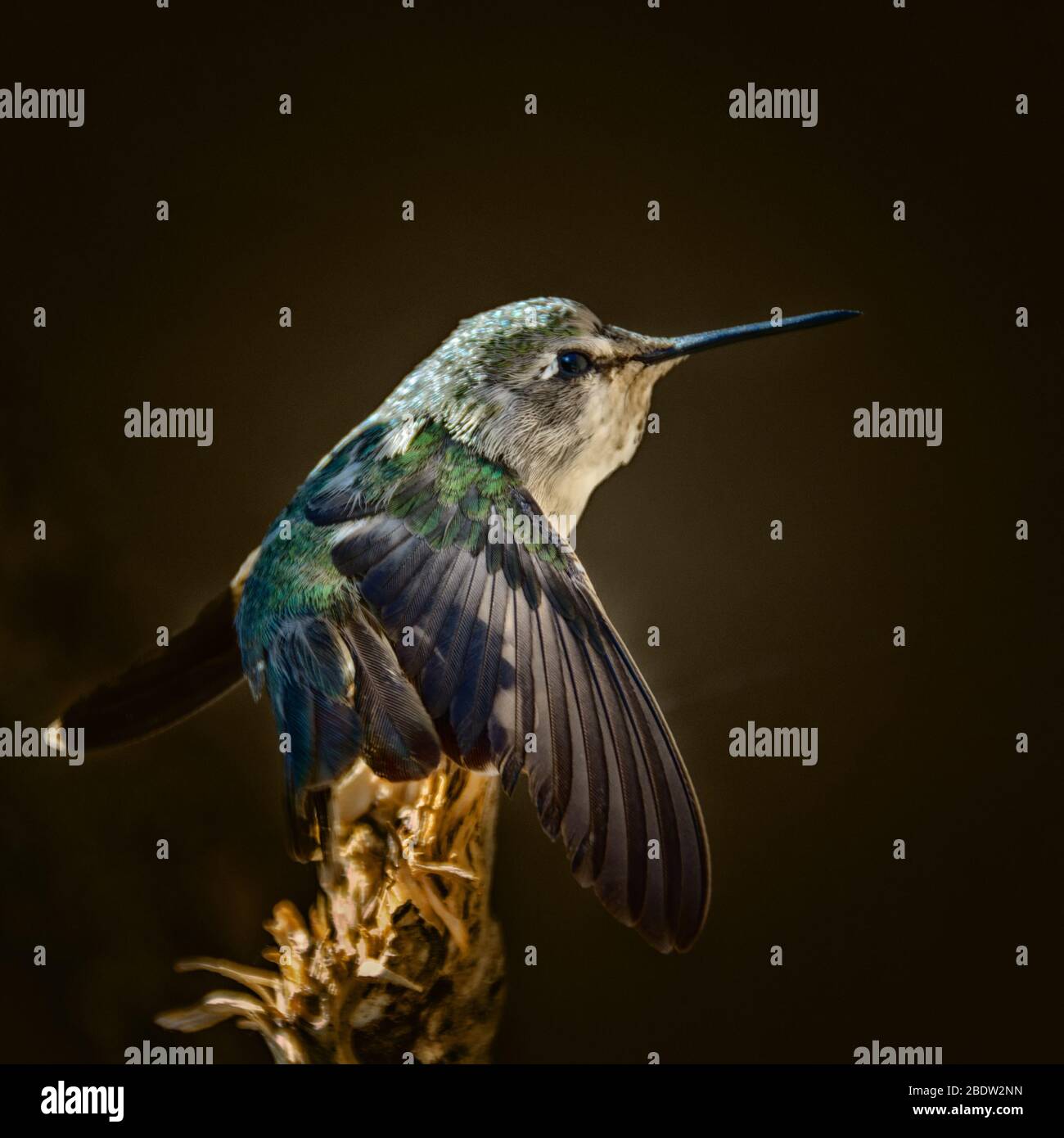 Hummingbird Isolated on Dark Brown Background with Translucent Wing Stock Photo