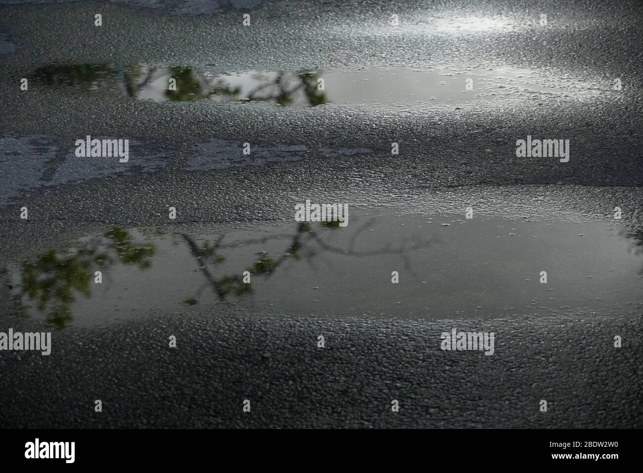 Several oval puddles that formed on the uneven surface of an asphalt path on a rainy day,reflecting sky and tree branches overhead create calm scene Stock Photo