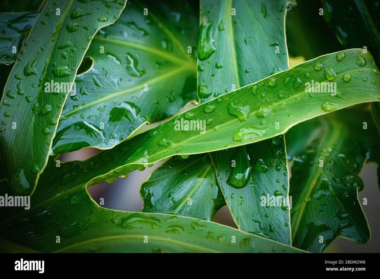 philodendron water droplets clipart