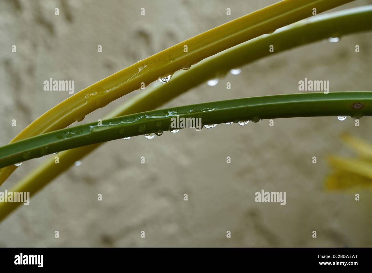 Three green or yellow plant stalks curve through the frame, with many bright silver raindrops hanging from them. Soft focus, lots of copy space. Stock Photo