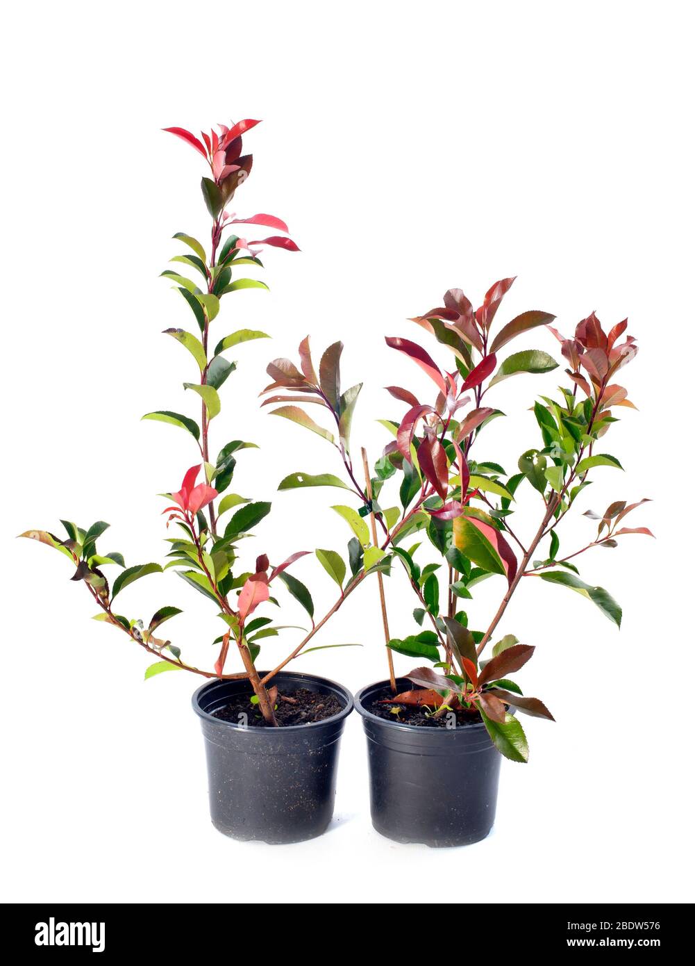 Photinia red robin shrub Cut Out Stock Images & Pictures - Alamy