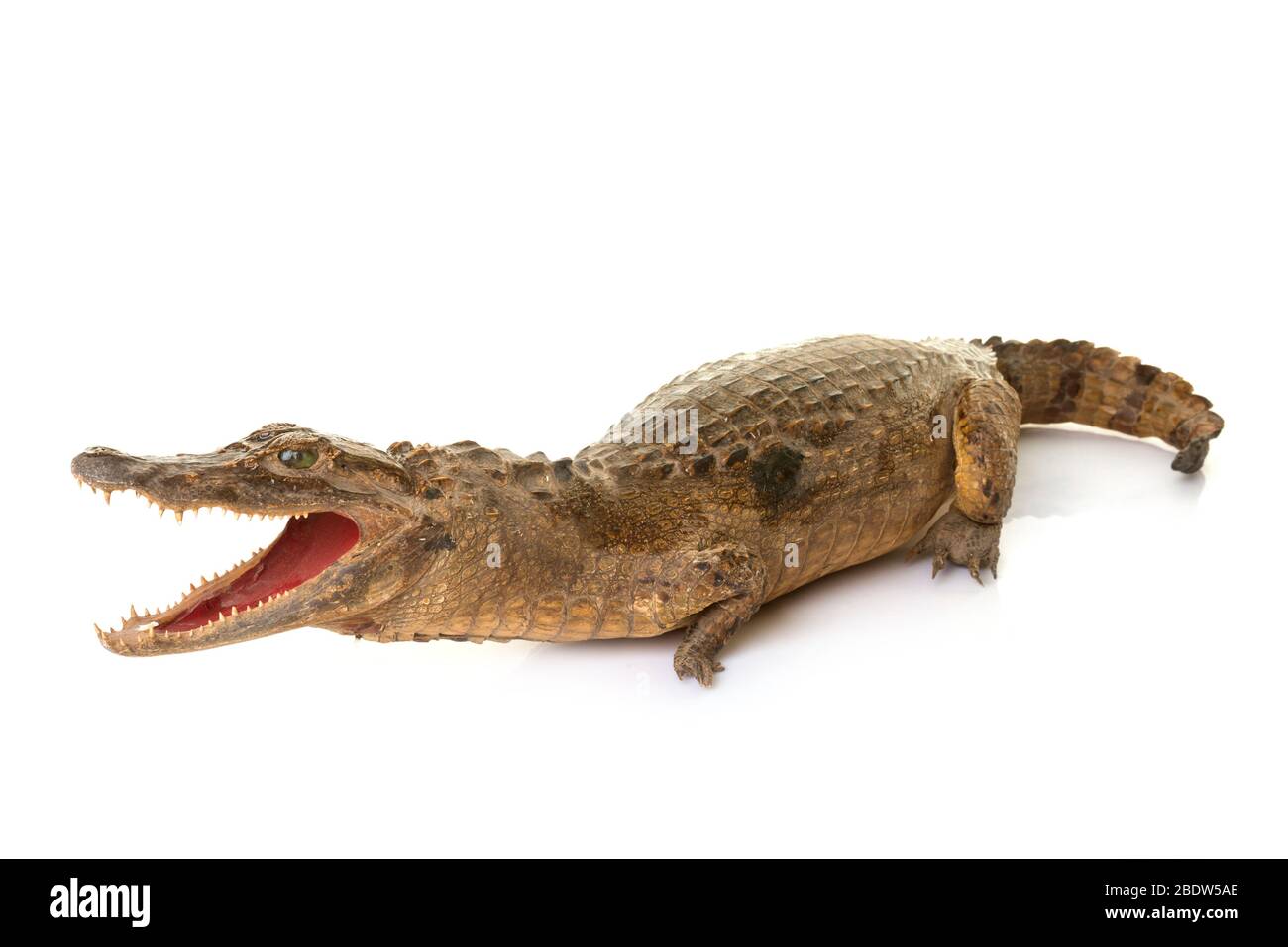 crocodile stuff