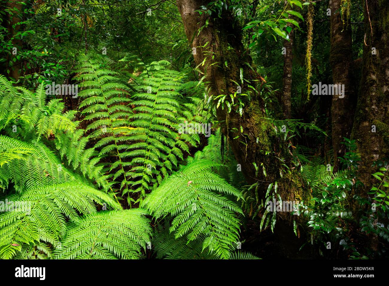 Ancient vegetation in Styx Forest. Stock Photo