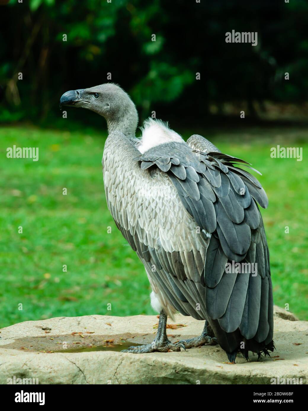 Eagles and Vulture bird sitting outdoor in park Stock Photo
