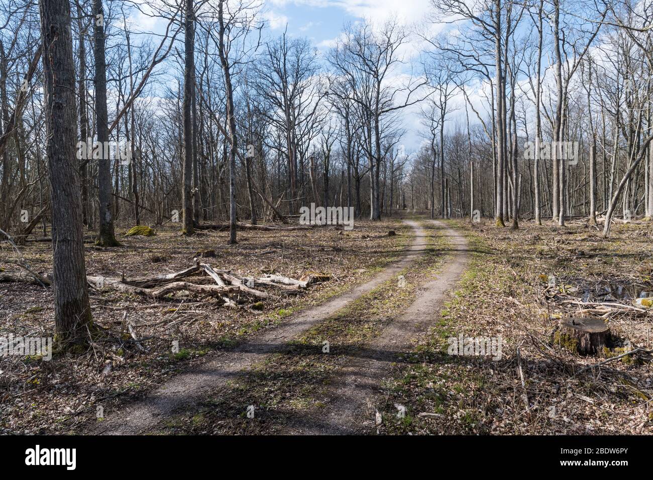 Dirt road through a bright deciduous forest in early spring season Stock Photo