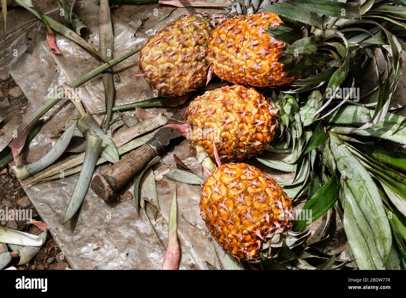 Tropical fruits hawaii hi-res stock photography and images - Alamy