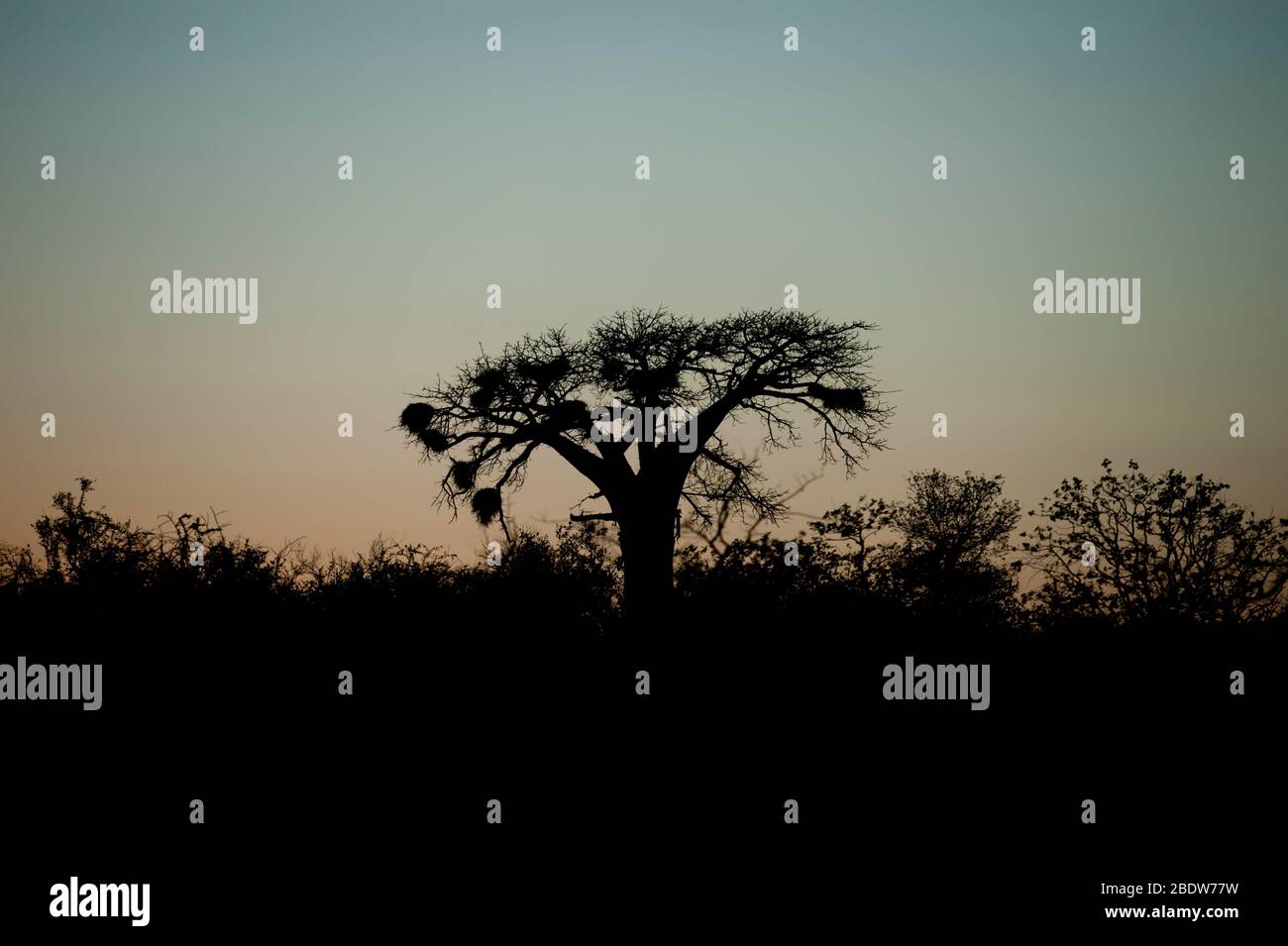 Baobob Tree, Adansonia digitata, silhouette with Sociable Weaver nests, Philetairus socius, at dawn, Kruger National Park, Mpumalanga province Stock Photo