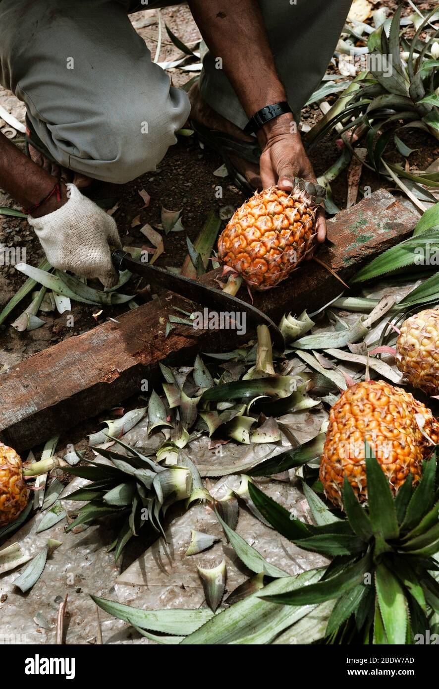 Hawaii fruits hi-res stock photography and images - Alamy