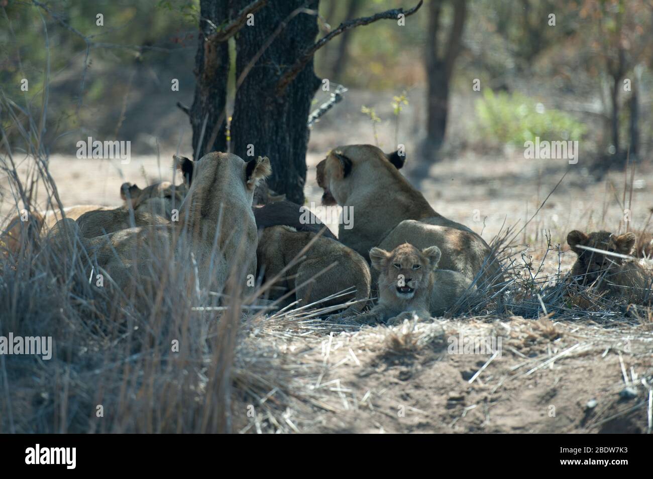 Lion, Panthera leo, pride with cub, Kruger National Park, Mpumalanga province, South Africa, Africa Stock Photo