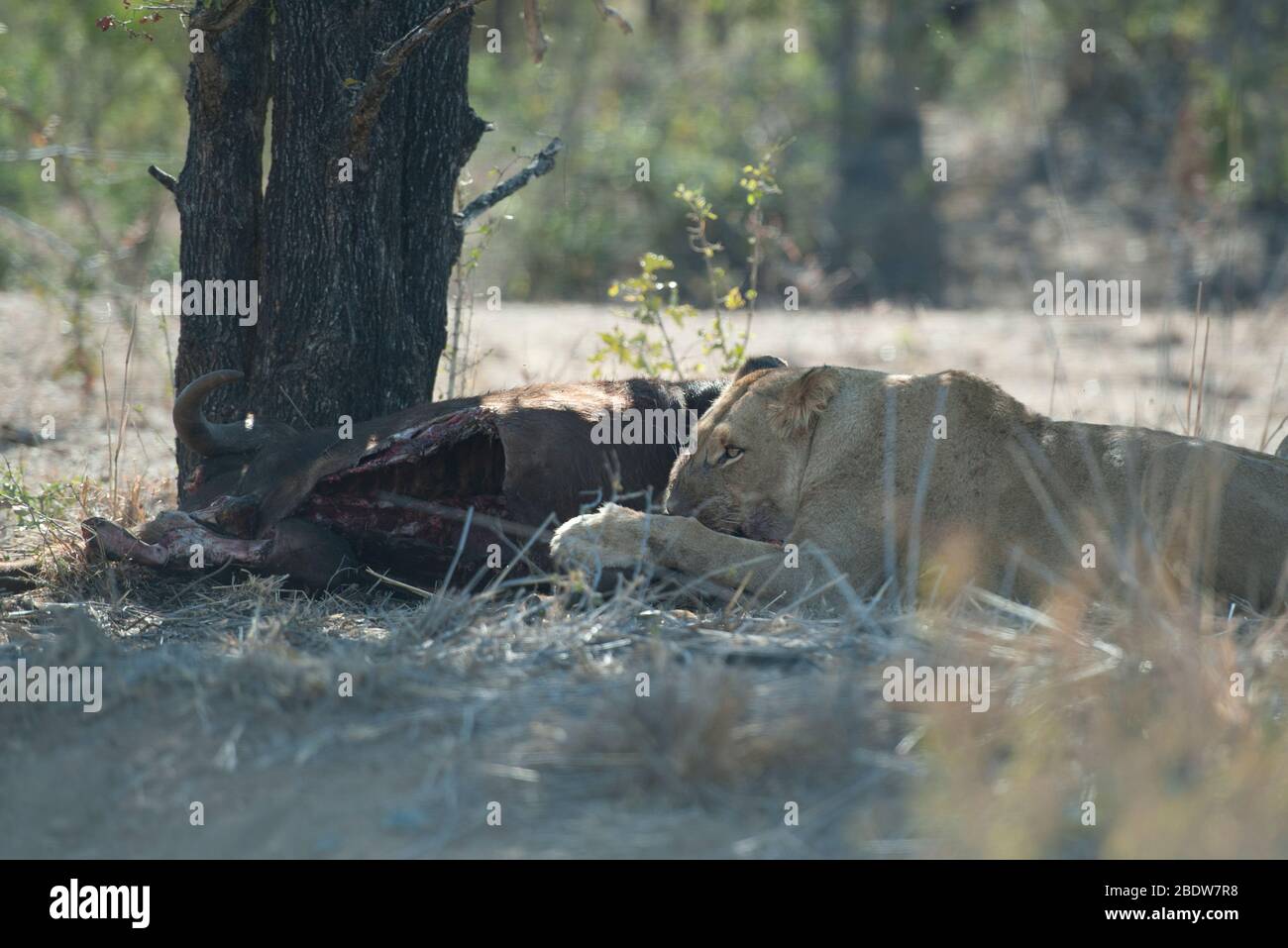 Lioness, Panthera leo, eating kill, Kruger National Park, Mpumalanga province, South Africa, Africa Stock Photo
