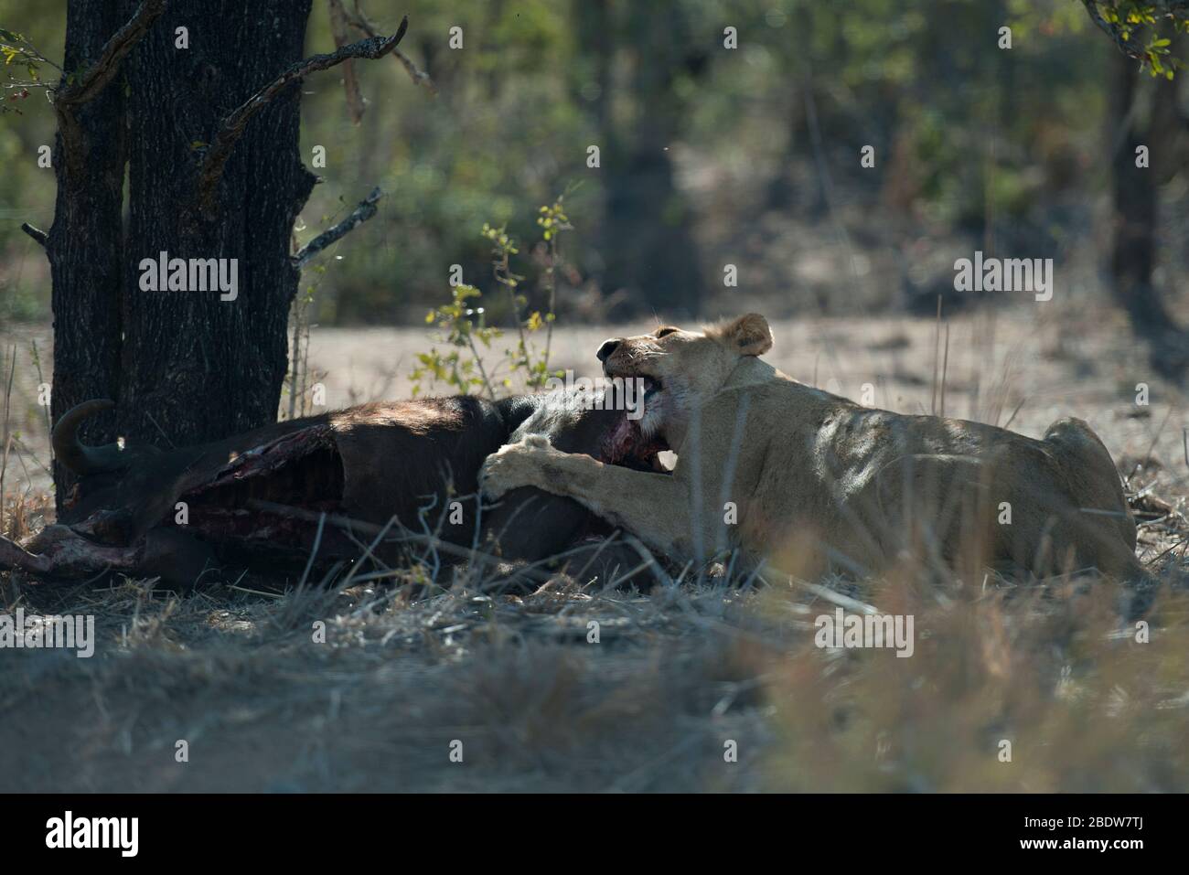 Lioness, Panthera leo, eating kill, Kruger National Park, Mpumalanga province, South Africa, Africa Stock Photo