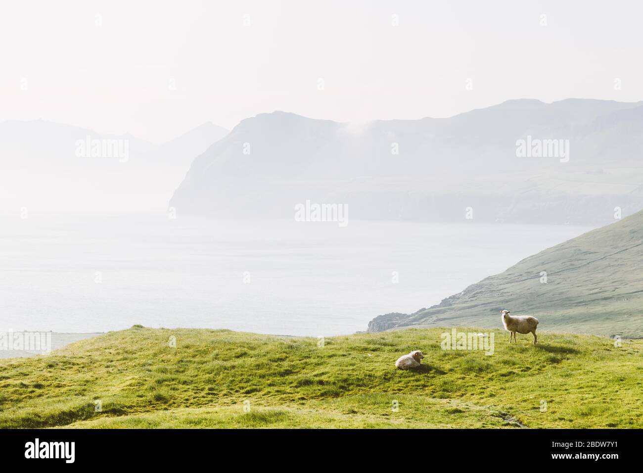 Morning view on the summer Faroe islands with sheeps on a foreground. Streymoy island, Denmark. Landscape photography Stock Photo