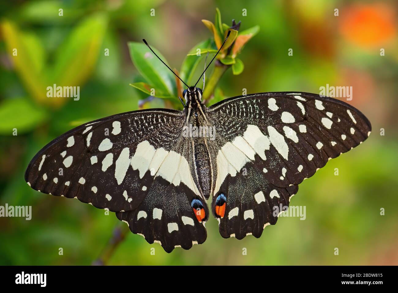 Lime Butterfly Papilio demoleus, beautiful colored butterfly from