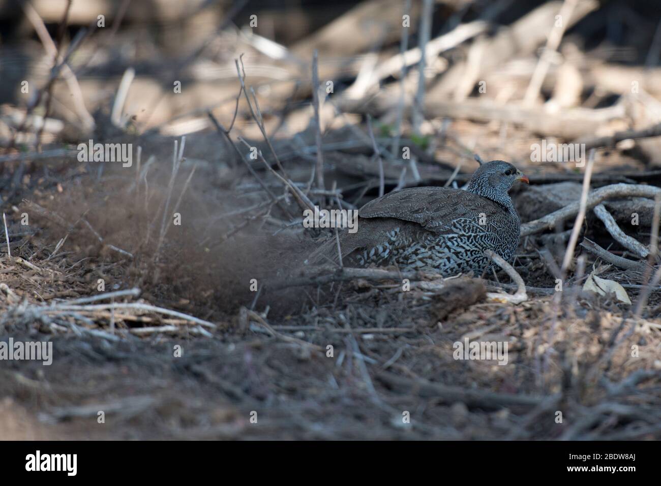 Natal Francolin, Francolinus natalensis, foraging for insects, Kruger National Park, Mpumalanga province, South Africa, Africa Stock Photo