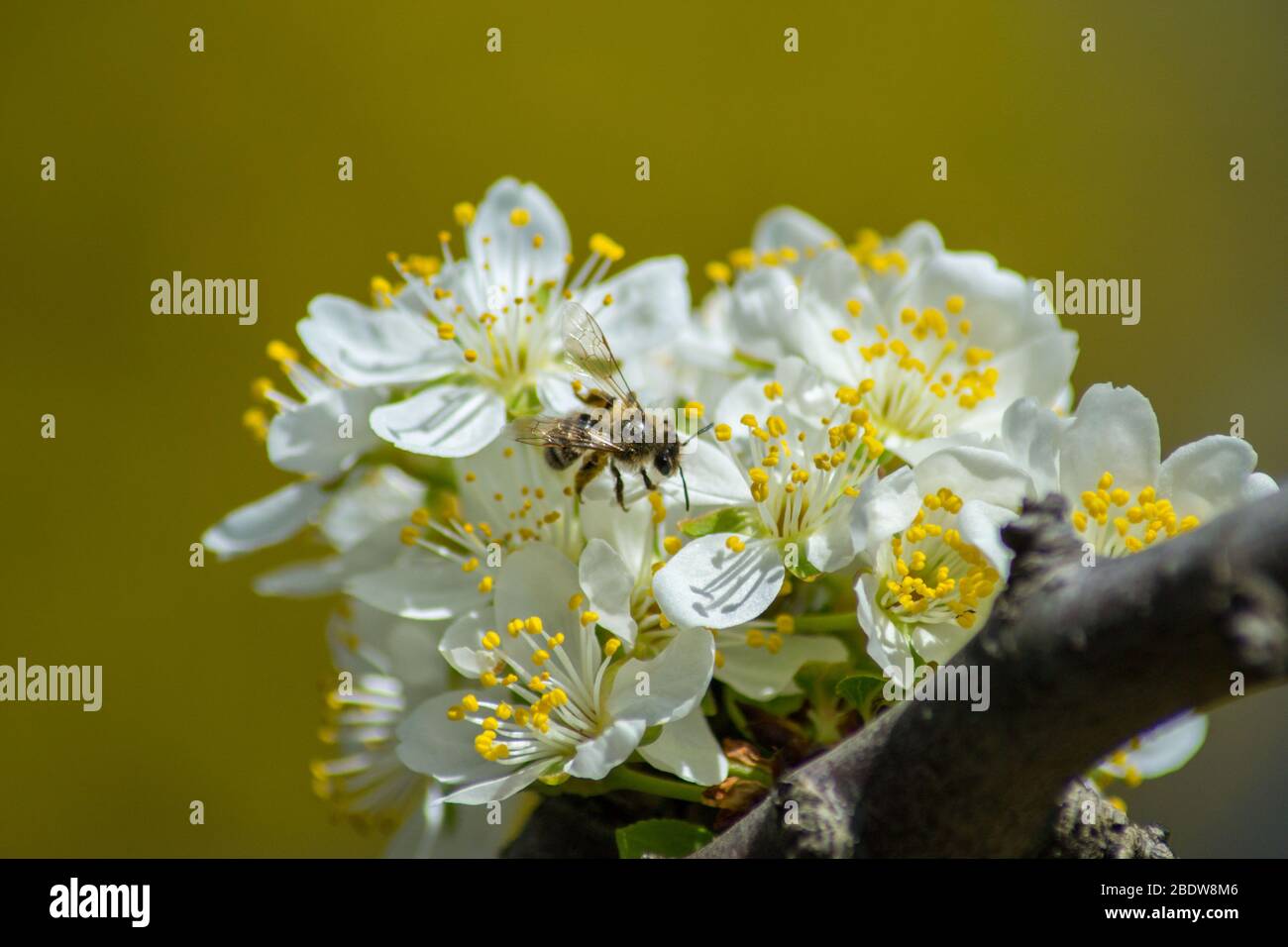 Close-up image of bee collecting nectar and pollen of white blossoming ...