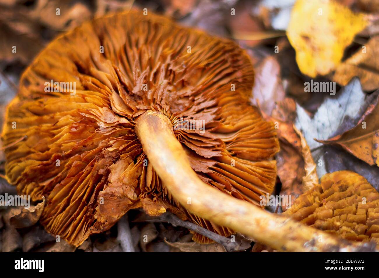 Closeup of a golden chanterelle mushroom showing the gills or euagarics. Stock Photo