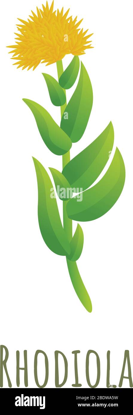 Rhodiola rosea icon. Cartoon of rhodiola rosea vector icon for web design isolated on white background Stock Vector