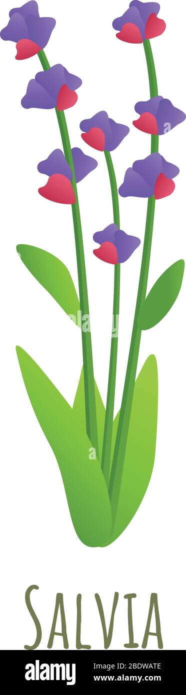 Salvia plant icon. Cartoon of salvia plant vector icon for web 