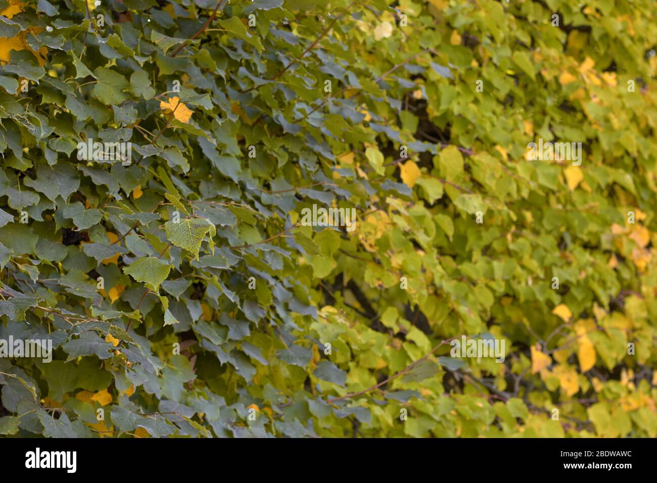 Autumn Plant Grass Green Leaves Shrub With Bright Green Fresh Leaves