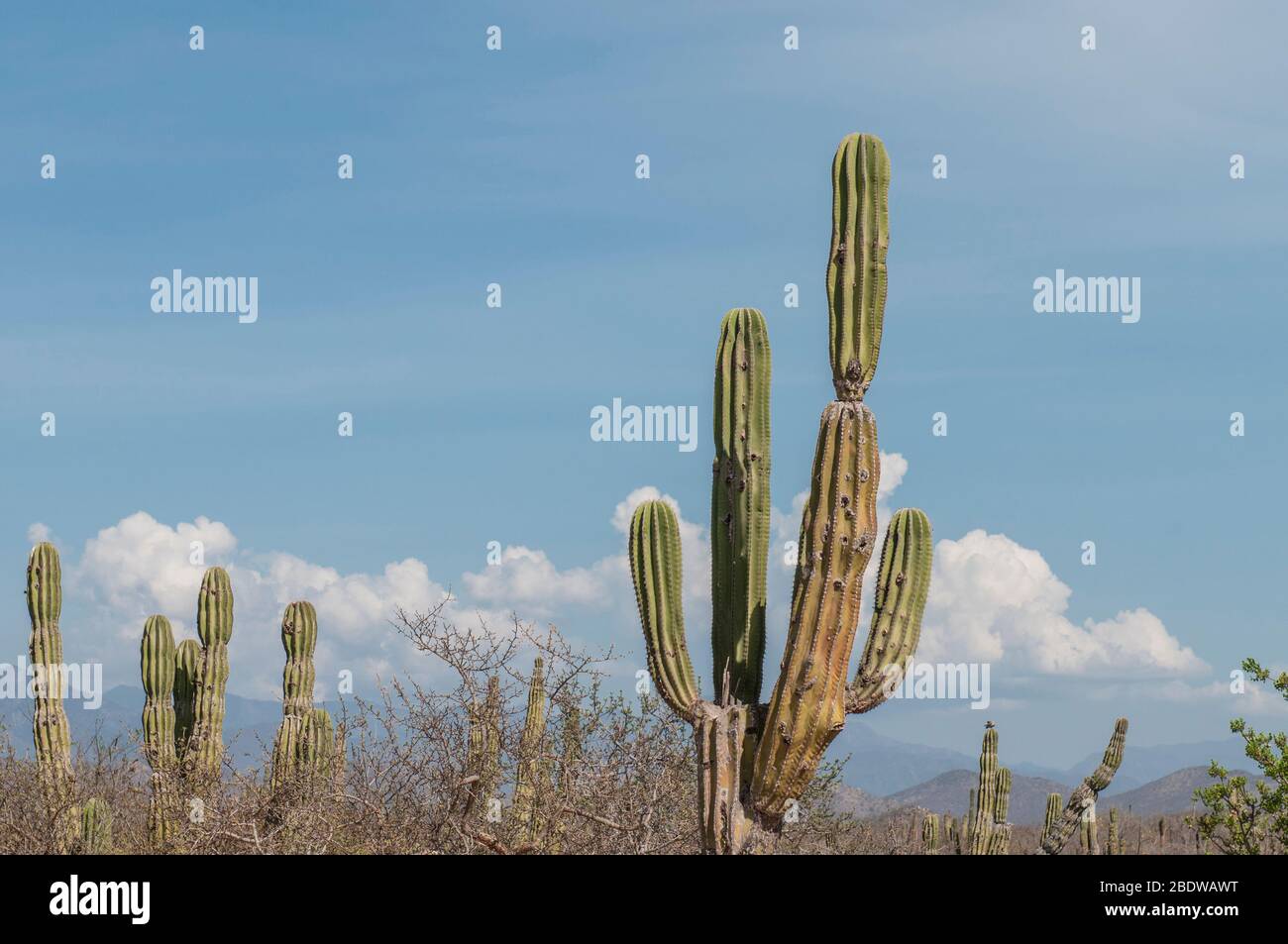 Endemic cactus in the region of the Baja California Sur State, near Todos Santos, in Mexico. Stock Photo