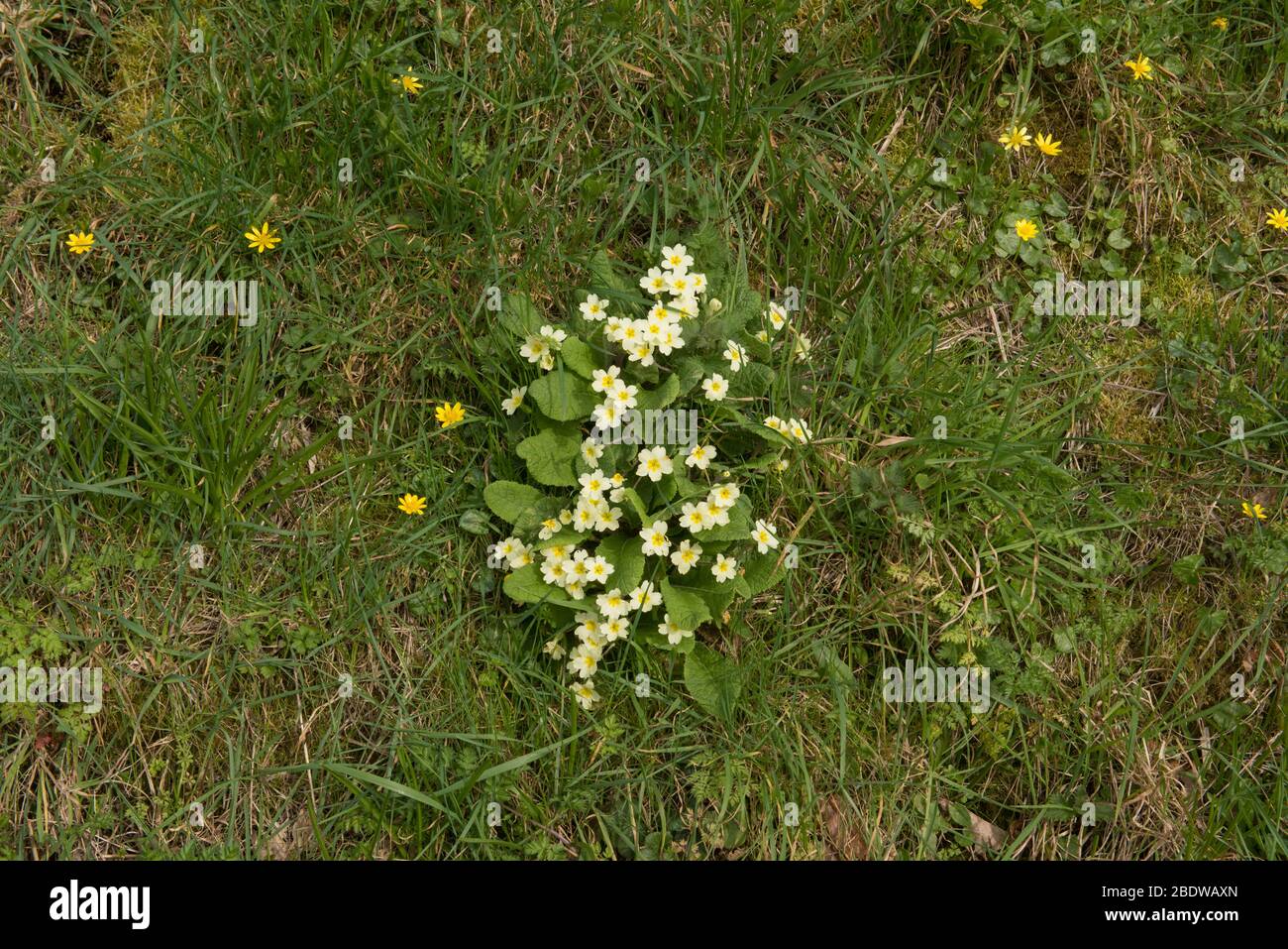 Nature verge spring flowers hi-res stock photography and images - Alamy