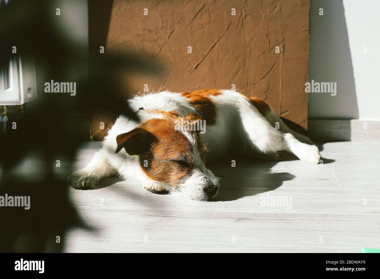 Jack Russell dog laying down on the floor. Sleeping and tired dog Stock Photo