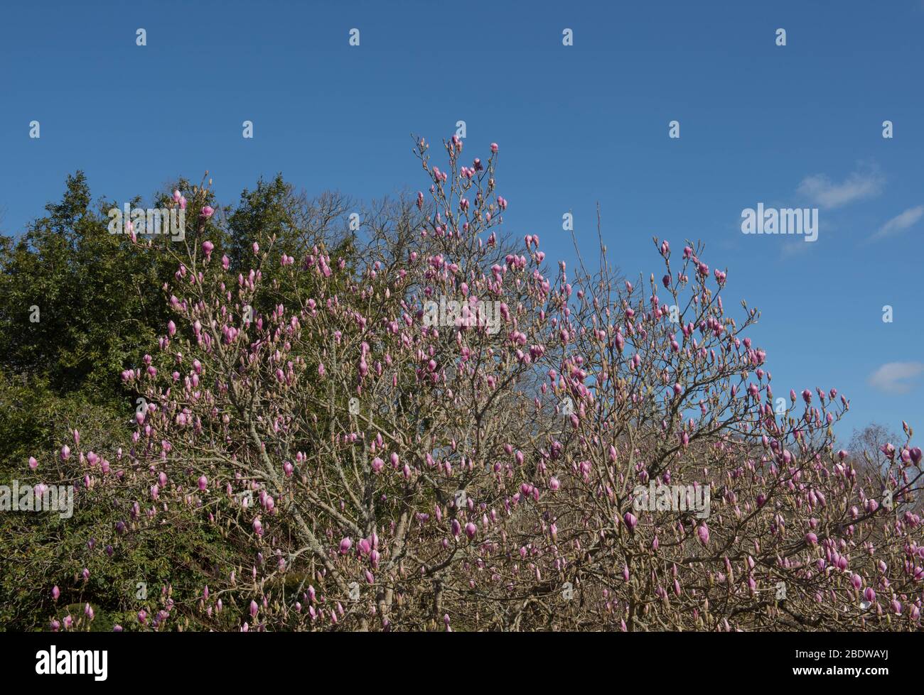 Spring Flower Heads of a Deciduous Saucer Magnolia Tree (Magnolia x
