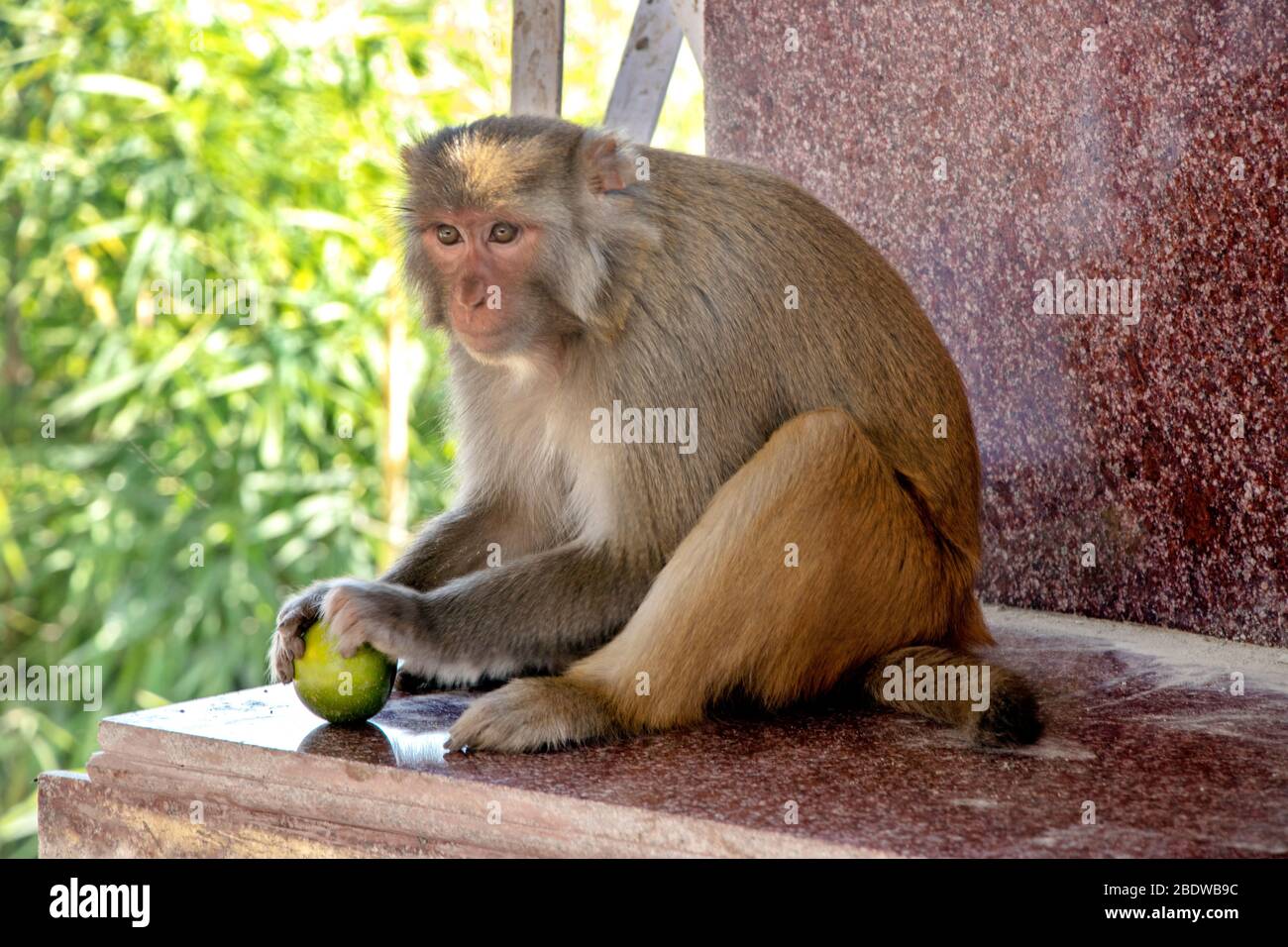 A monkey sitting on house roof Stock Photo