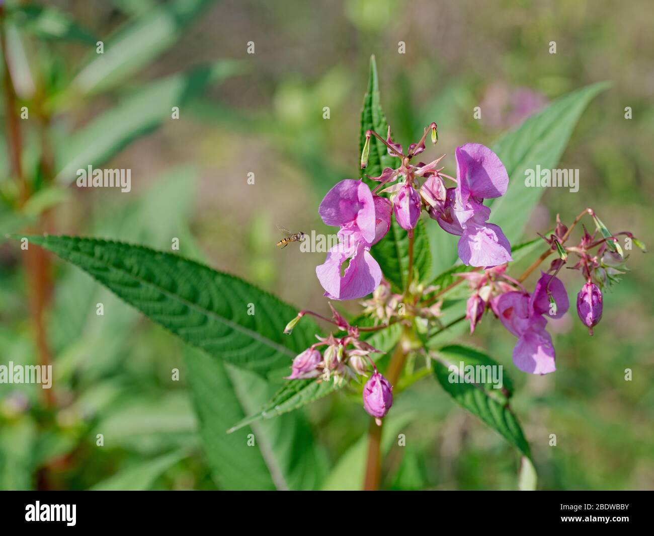 Flowering glandular balsam, Impatiens glandulifera Stock Photo