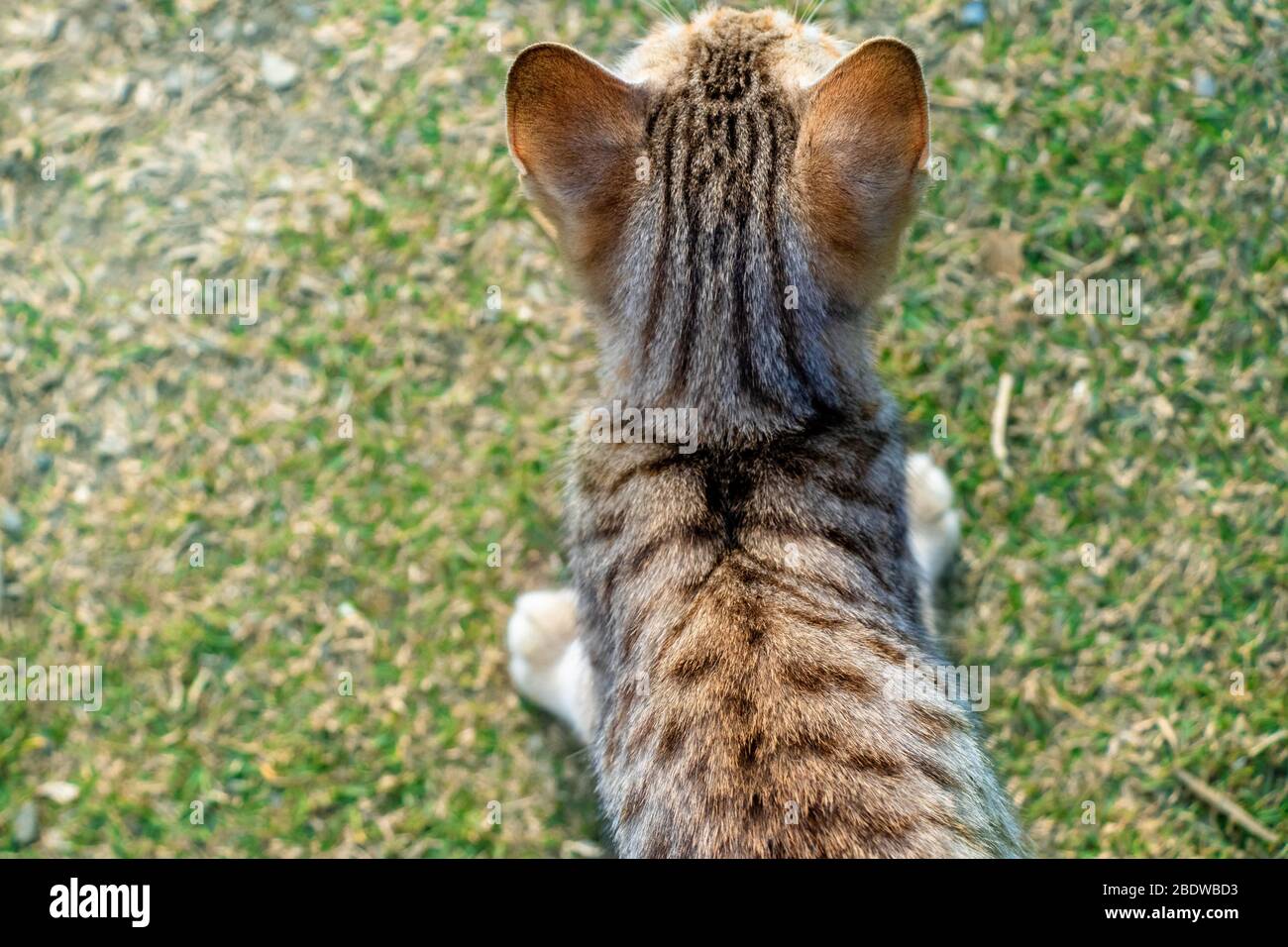 Top View of Cat Sitting on Green Grass at Summer Nature Background. Kitten Pet Outdoors on Sunny Day, Adorable Cat with Light Brown, Grey and White Fu Stock Photo