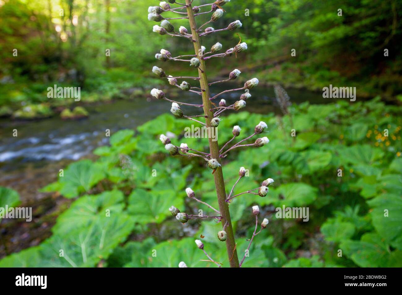 The flower of Petasites hybridus, the butterbur on the bank of mountain river Stock Photo