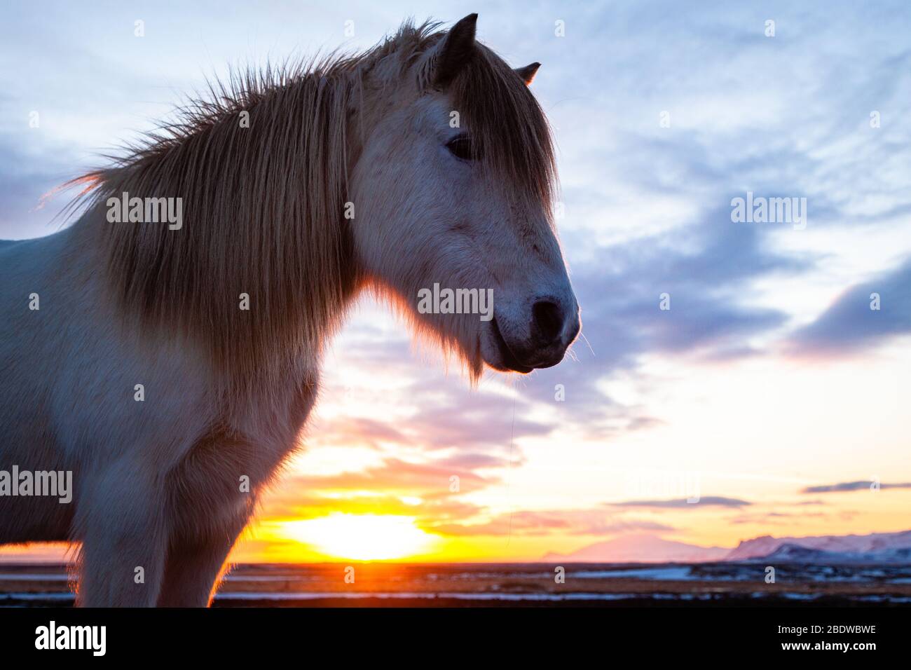 Close up portrait of Icelandic horse (Equus ferus caballus) at sunset in snowy Icelandic landscape, Iceland Stock Photo