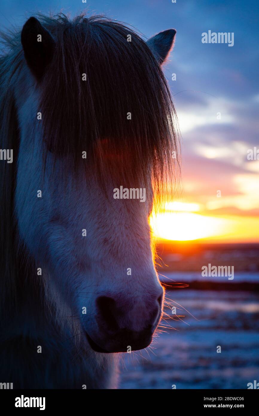 Icelandic horses (Equus ferus caballus) at sunset in Icelandic landscape, Iceland Stock Photo