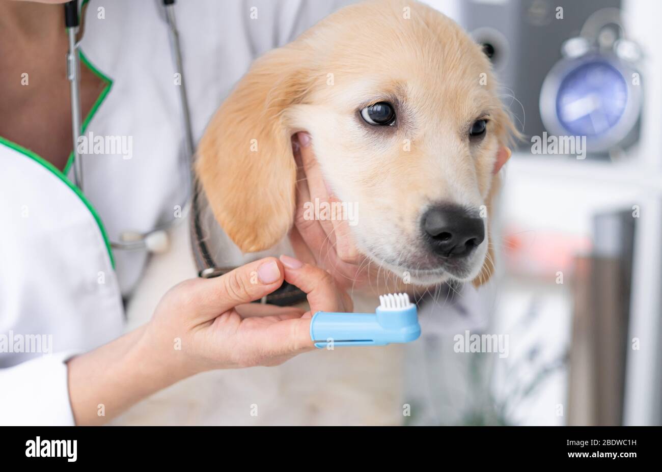 Vet cleaning dog teeth by finger brush Stock Photo Alamy
