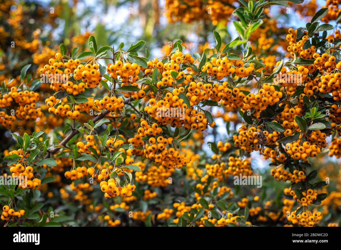 Pyracantha branches with yellow ripe berries. Beautiful nature background. Stock Photo