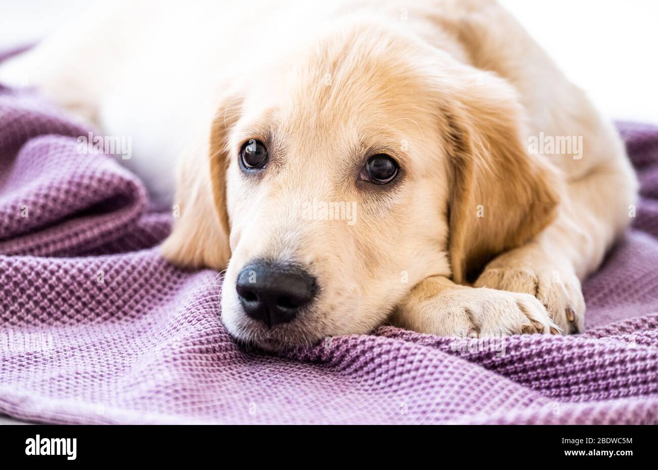 is golden retriever smart