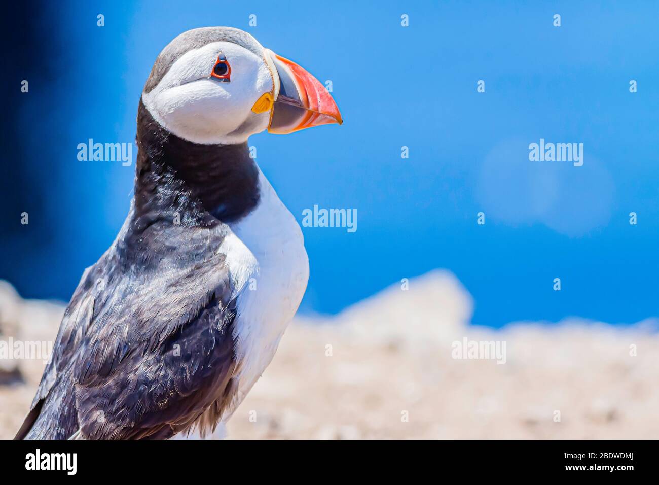 Atlantic Puffin - Fratercula arctica - Birds of the World