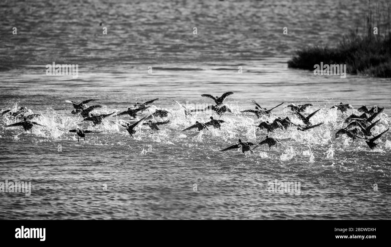 A big surprised flock of ducks takes off in a spray of water, lake Vistonida, Porto Lagos, Xanthi region, Northern Greece. Amazing Nature in action, shallow selective focus of bird silhouettes Stock Photo