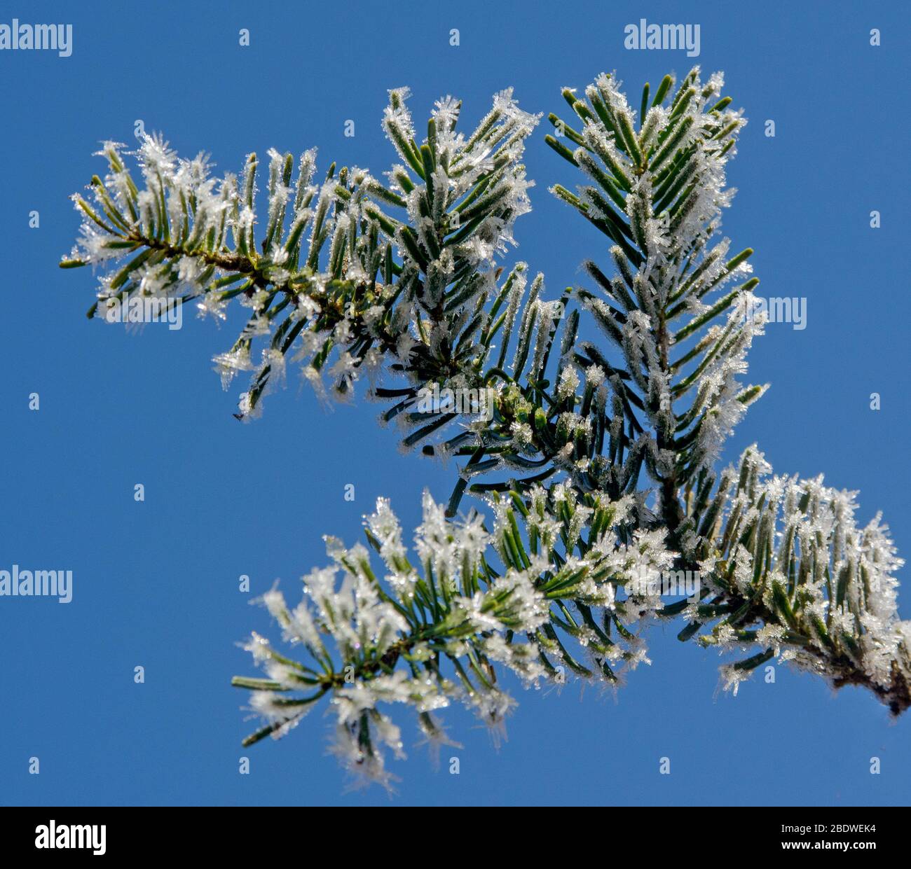 Frosted spruce tree hi-res stock photography and images - Alamy