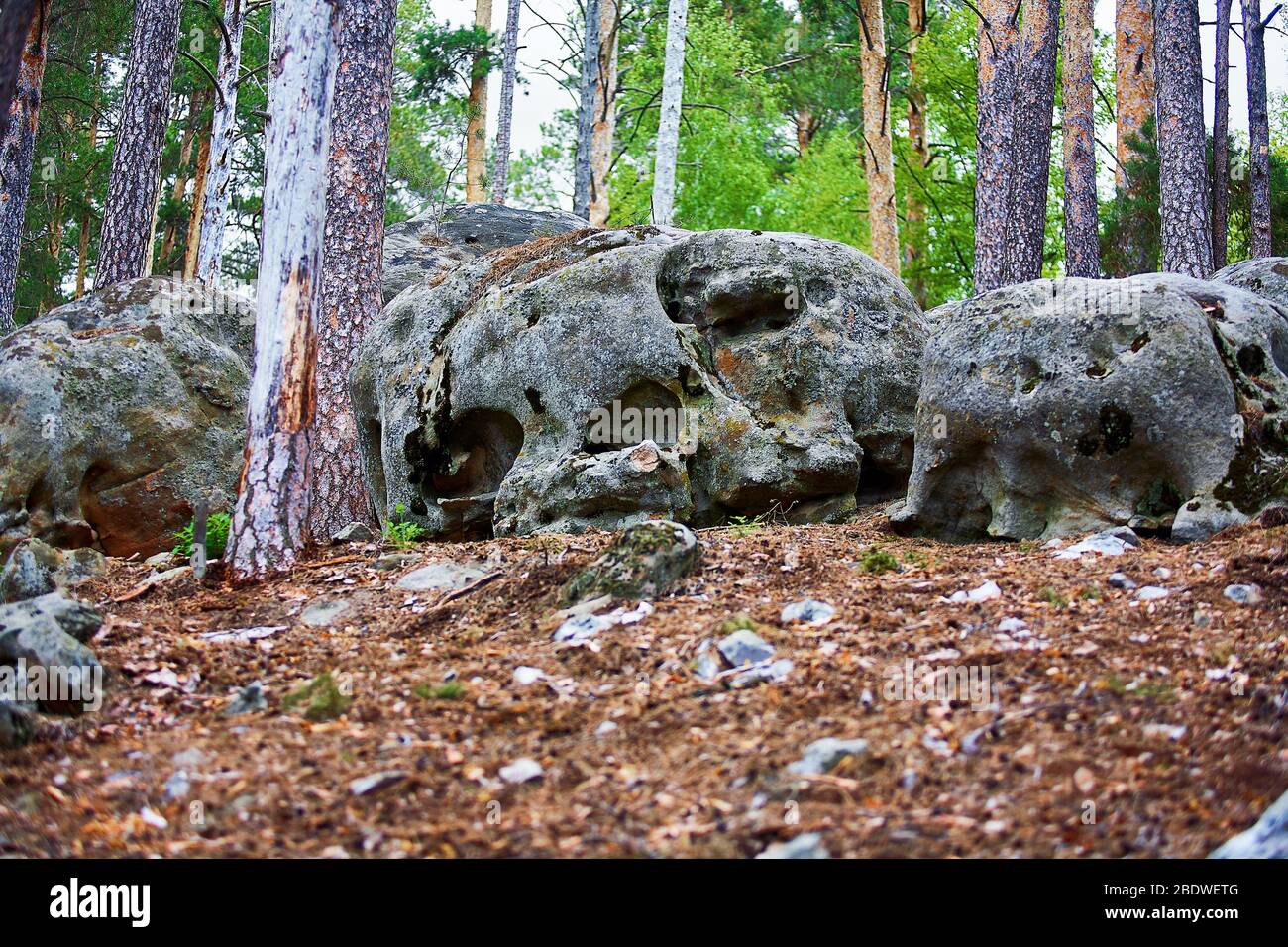 Large rocks in the pine forest. National park Stock Photo - Alamy