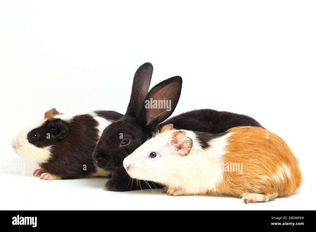 Cute little rex black rabbit and guinea pig isolated on white background Stock Photo