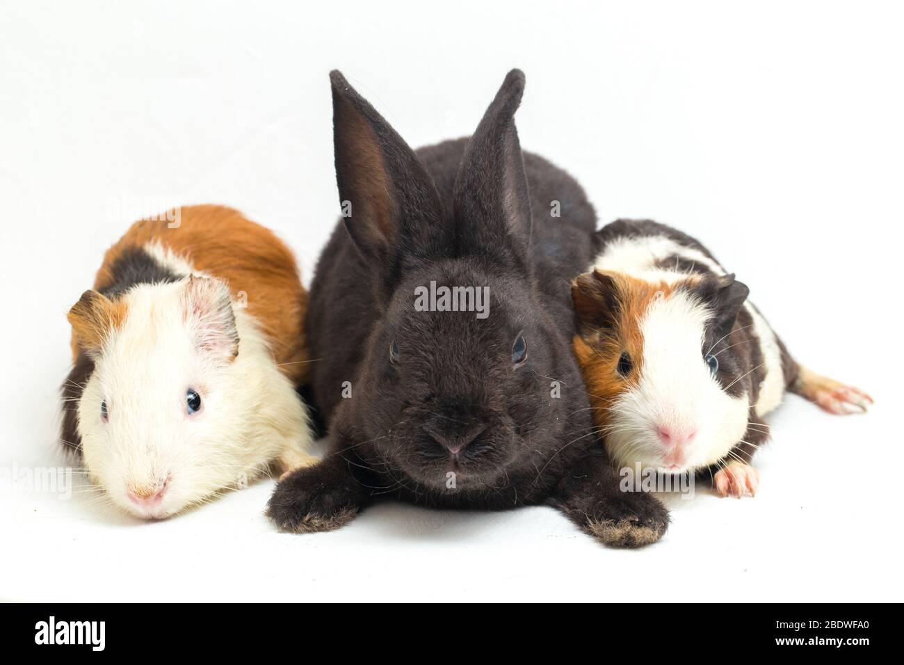 Cute little rex black rabbit and guinea pig isolated on white background Stock Photo