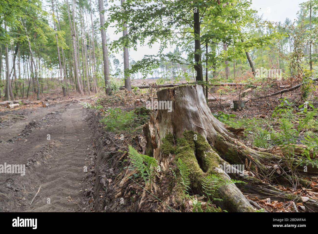 clearing area with trees and trunks leftover in Germany Stock Photo