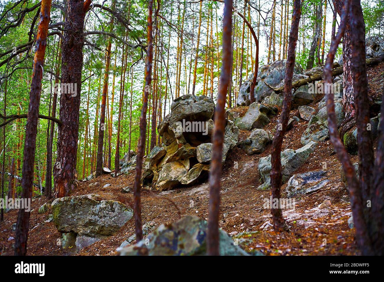 Large rocks in the pine forest. National park Stock Photo - Alamy