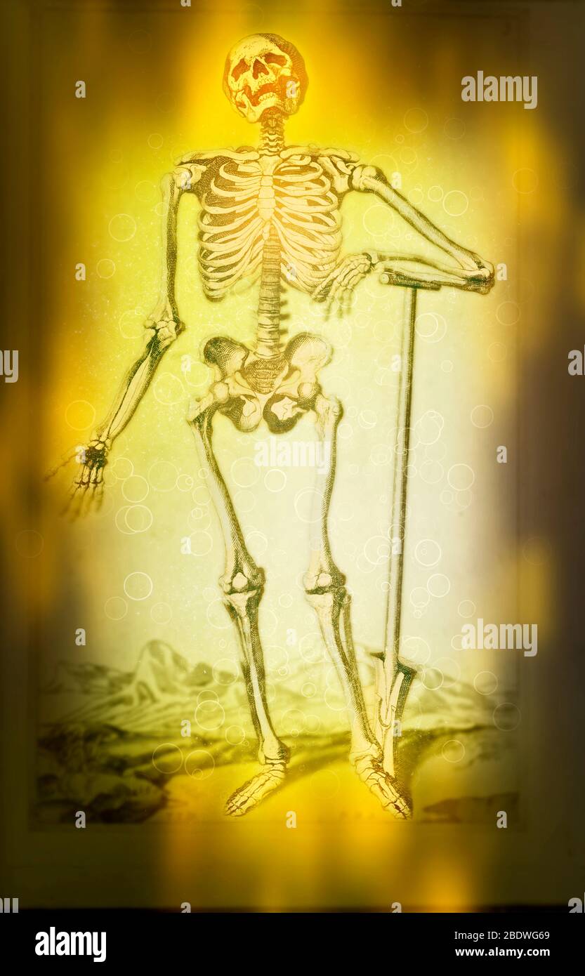 Digitally enhanced image of a Male full body front skeleton woodcut print at the opening of the Human Anatomy book 'Notomie di Titiano' Printed in Ita Stock Photo