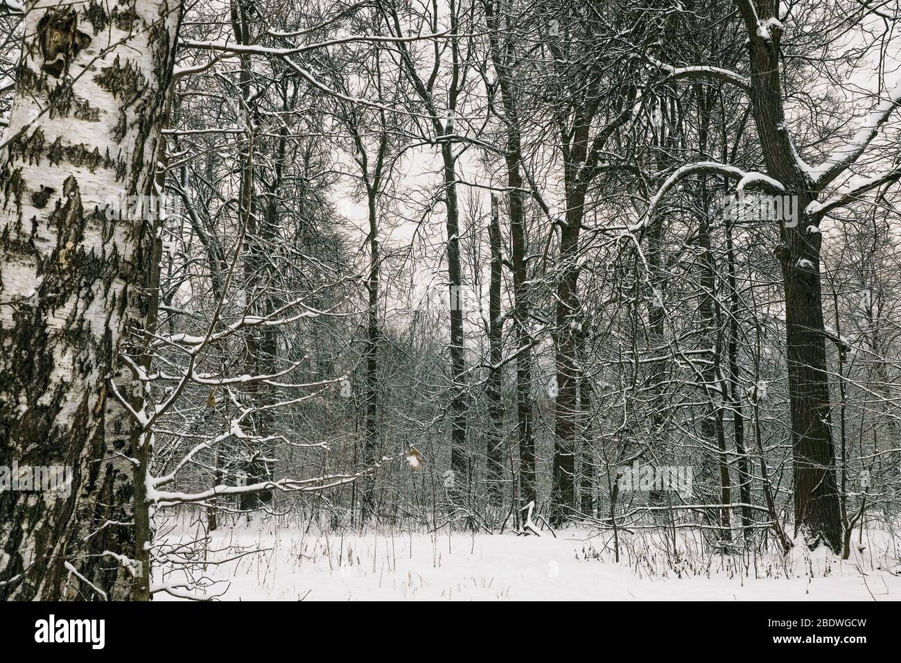 Trees with snow in winter in the park in Moscow Stock Photo - Alamy