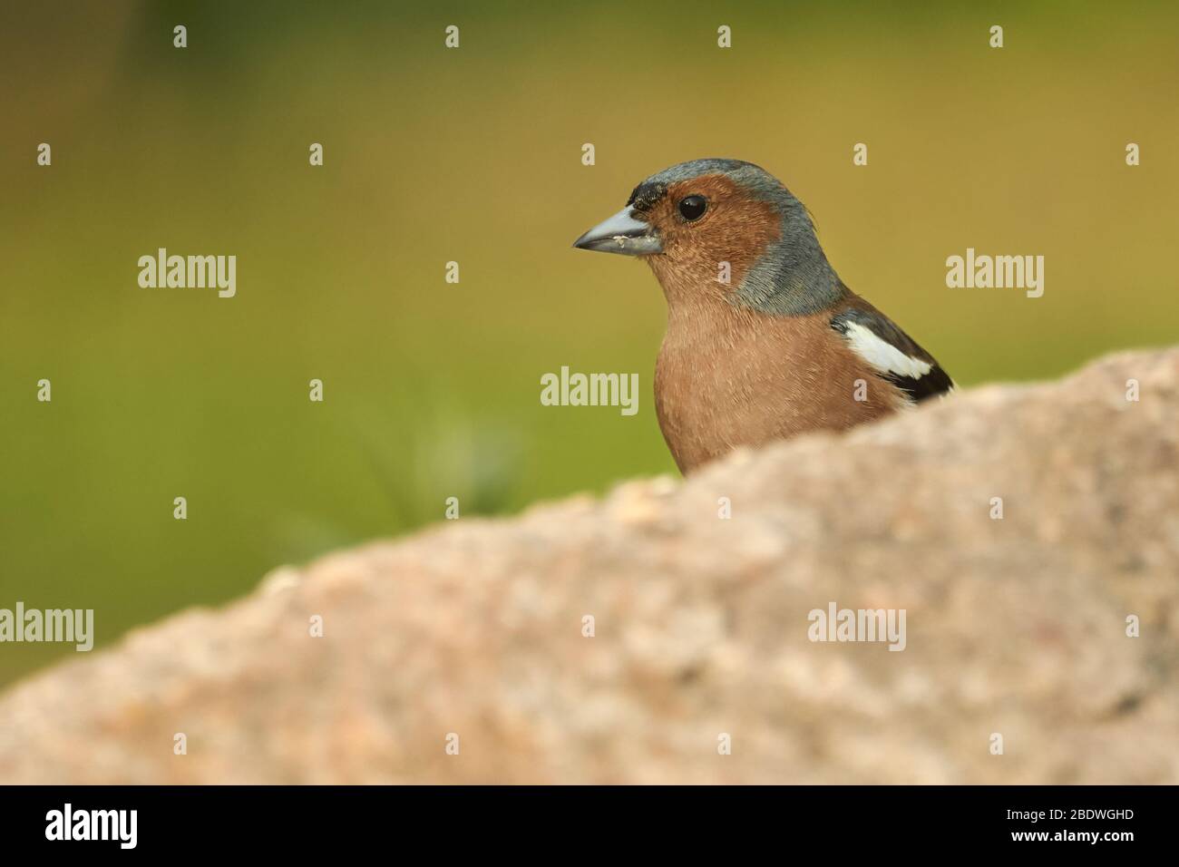 Small chaffinch bird (Fringilla coelebs) hides behind a rock in nature. Wild passerine bird in the finch family with green vibrant background in Germa Stock Photo