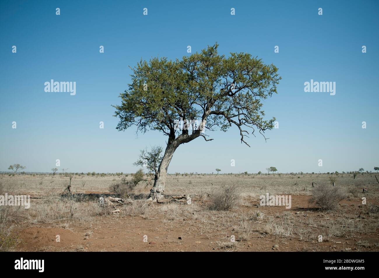 Tree, Kruger National Park, Mpumalanga province, South Africa, Africa Stock Photo