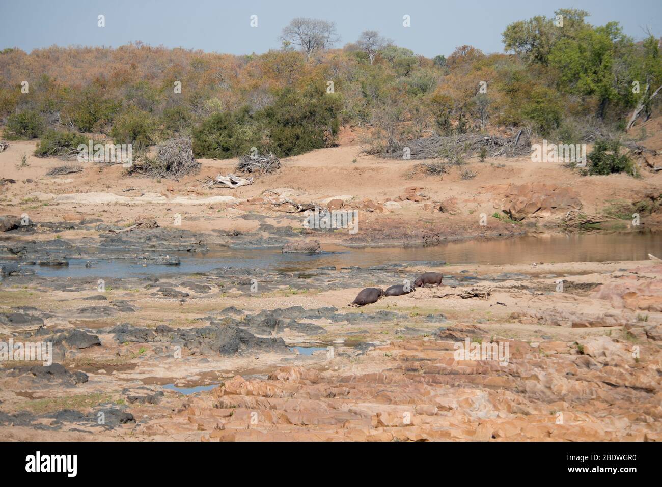 Hippopotami, Hippopotamus amphibius, Vulnerable, on river bank, Kruger National Park, Mpumalanga province, South Africa, Africa Stock Photo